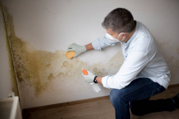Trusted Clinton, IN Mold Removal Experts